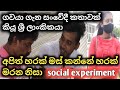 Social experiment | ගවයා ගැන සංවේදී කතාවක් කියූ ශ්‍රී ලාංකිකයා | social experiment in sri lanka