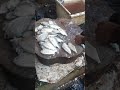 Small fish cuttingfish cutting