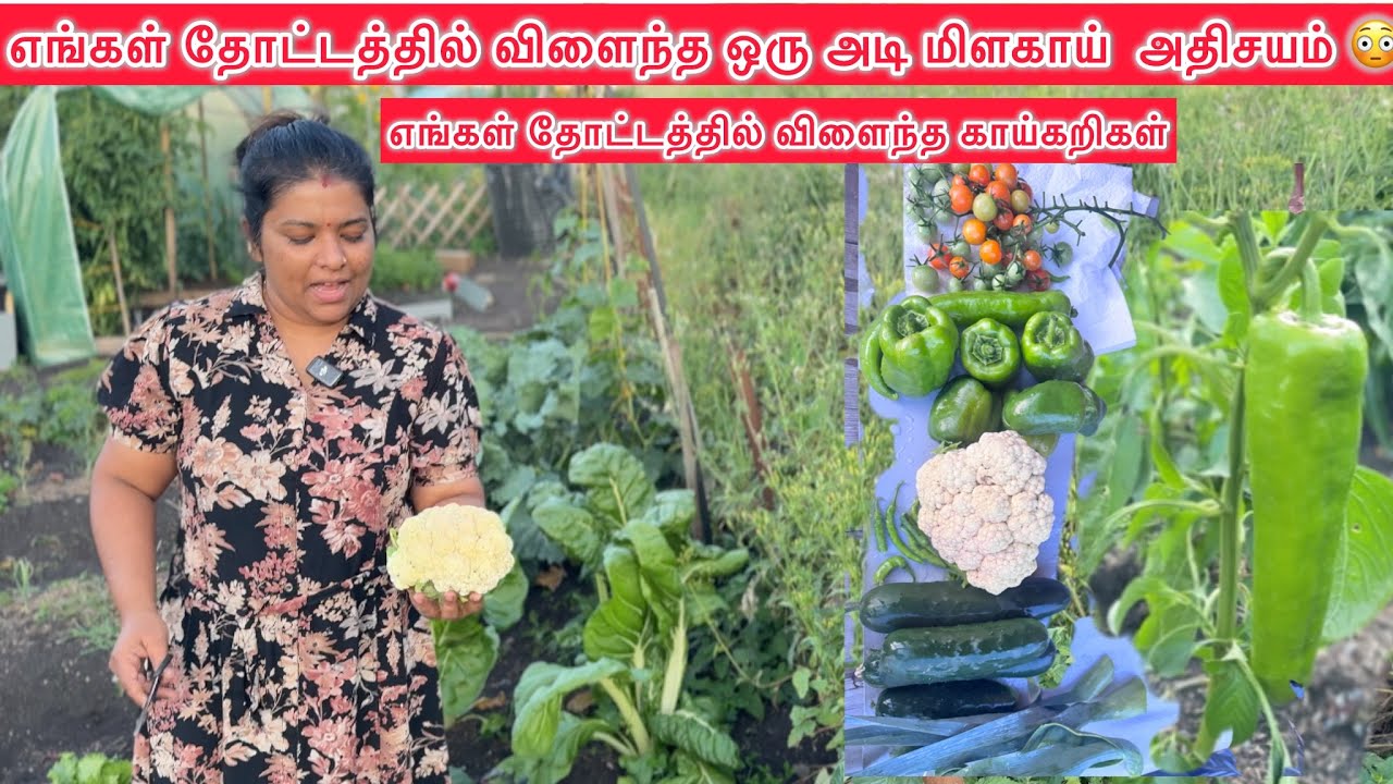 எங்கள் தோட்டத்தில் விளைந்த ஒரு அடி மிளகாய்  அதிசயம் 😳 எங்கள் தோட்டத்தில் விளைந்த காய்கறிகள் Swiss l.