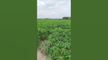 Singkong pandan umur 2 bulan #dharmayasaberkarya #singkong #petani #bertani #tanaman #petanimuda