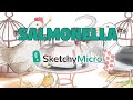 La Cena de Salmón de Salmonella - SketchyMicro / Sketchy Medical