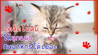 ลูกแมวไม่กินอาหาร กินน้อย (อาหารเม็ด) : AomandTheCaT #5