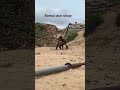 Rema L Don Show Funny Comedymove Comedyfilms Funnycomedy Dance Funny Music Musica Musicsong 
