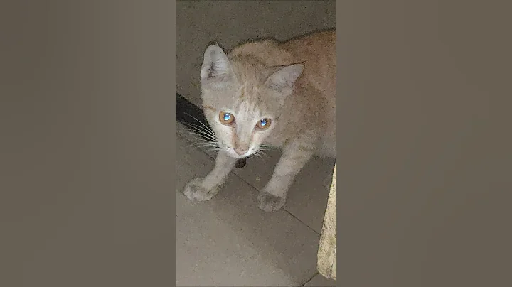 Watch the video about The Beautiful Cat...🌹 🌹 🌹 🌹 🌼 🌹 🌹 🌼 🌹 🌹...#shorts