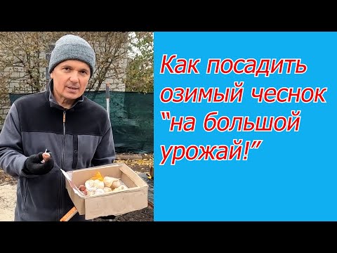 Посадка озимого чеснока- как это сделать легко и с хорошим результатом.