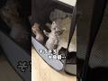 体力が有り余る子猫