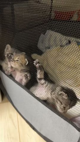 体力が有り余る子猫