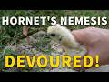 The Hornet's Hidden Enemy Was My Chicks' Favorite Food