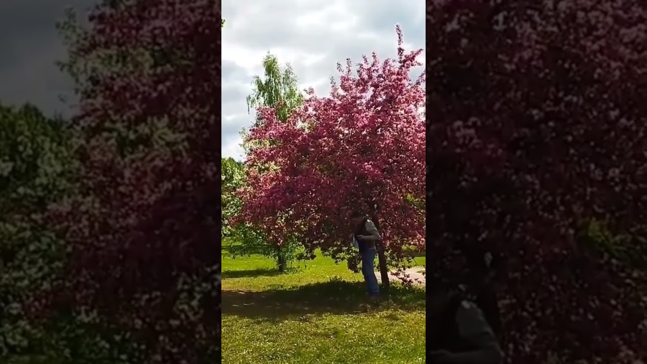 Цветущая планета Земля