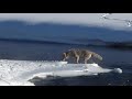 CANINES  OF THE WILD - CLEVER SURVIVORS IN HARSH YELLOWSTONE