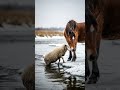 A Horse Saved a Sheep from Icy Water 🐴🐑 #baby #kids #rescue #shorts #viral #shortsfeed