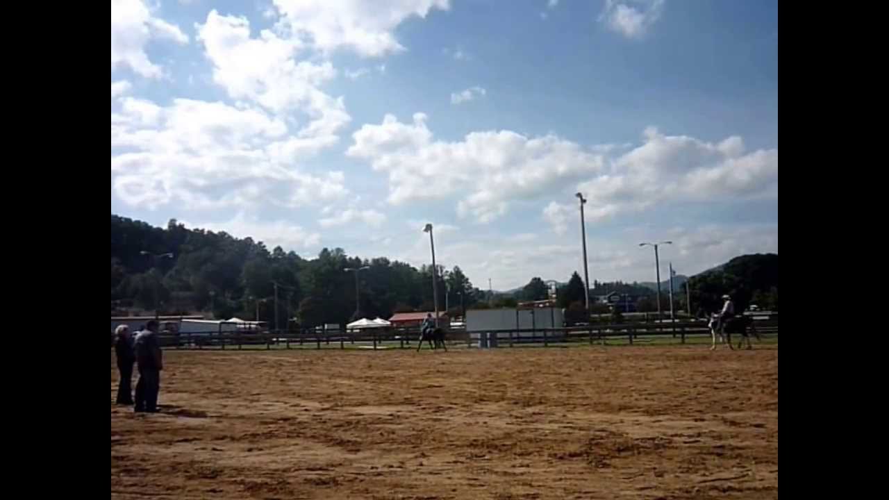 Macon County Horse Association.  Gaited Trail Pleasure