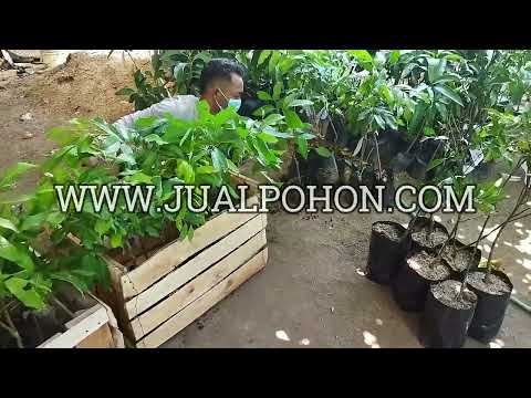 Ciptakan Kebun Produktif: Pesan Bibit Kelengkeng New Kristal! (Proses Packing)