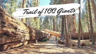 Trail of 100 Giants at Giant Sequoia National Monument