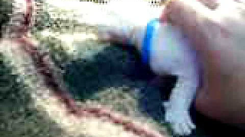 Watch the video about Siamese runt kitten 2 1/2 weeks