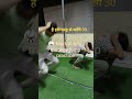 🥋 Martial arts #monkey jump#