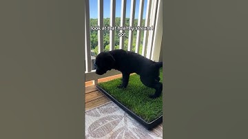 Thumbnail of How To Potty Train Your Puppy In An Apartment