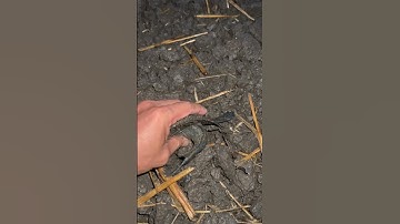 Bắt cá rô đồng mùa mưa tập 5