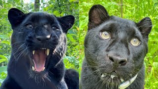 Checked out the surroundings with Luna the panther and Venza😁 Part 2. (ENG SUB)