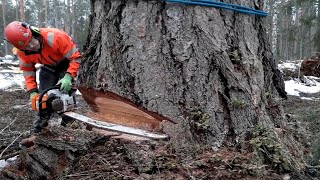 Extreme Dangerous Idiot Cutting Down Giant Tree Skill Chainsaw Machine, Fastest Felling Tree Working