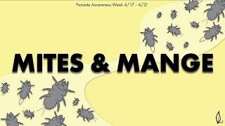 MITES & MANGE | Parasite Awareness Week