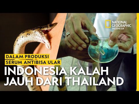 Video: Bagaimana antivenom dibuat?