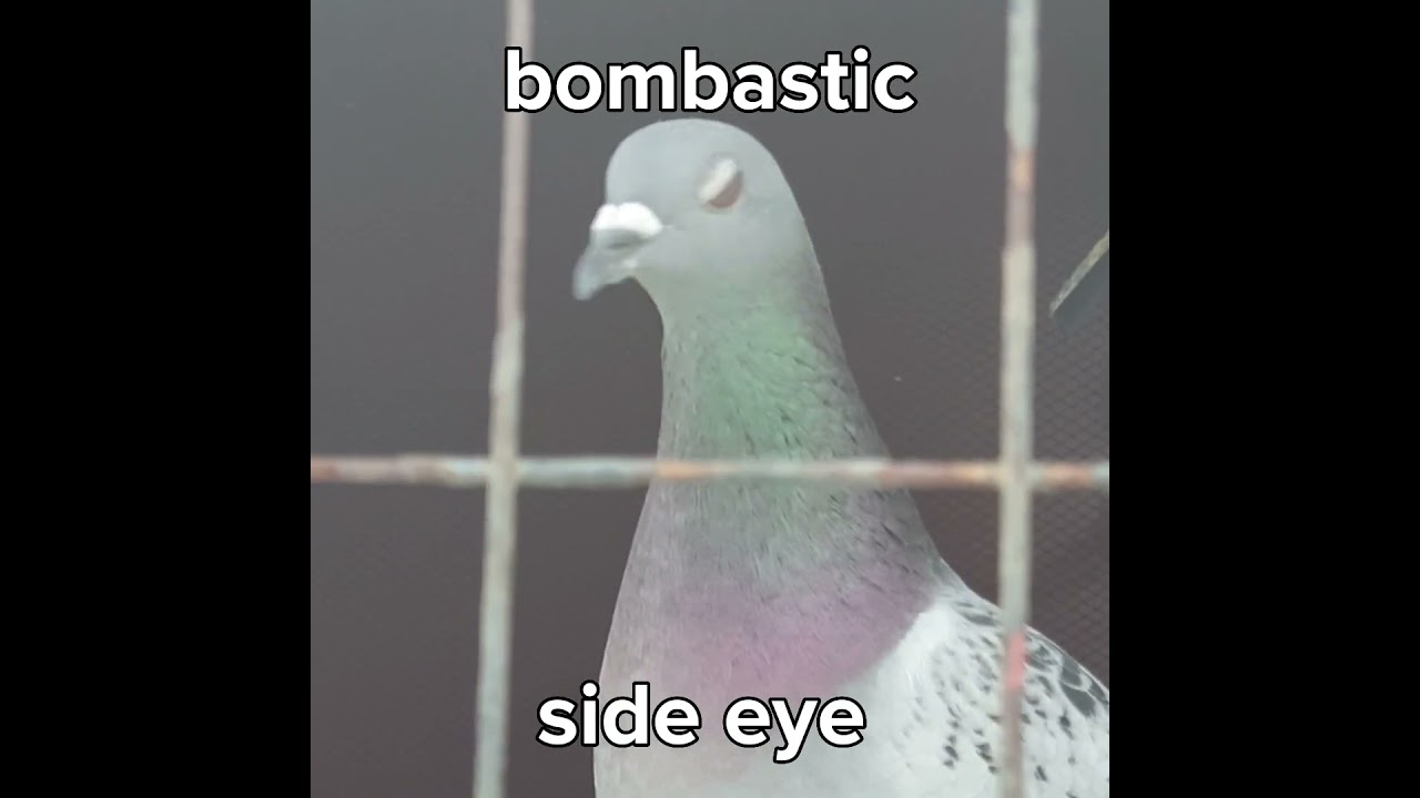 Vandenbroucke x Taiwan 