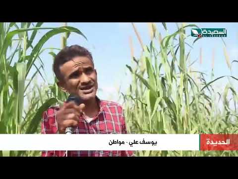 بعد سنوات من الجفاف مزارعو الدريهمي يأملون إنتهاء الشدة رغم أضرار السيول