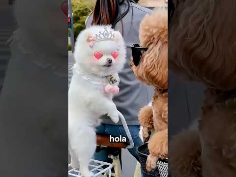 Coqueteó con el perro equivocado 🤣