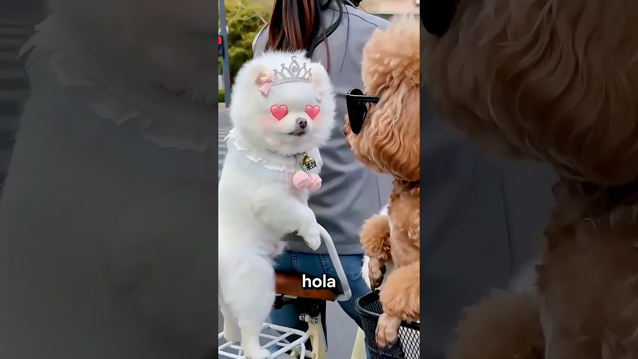 Coqueteó con el perro equivocado 🤣