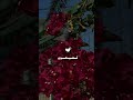 شوي راحه