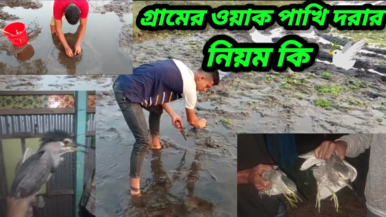 গ্রাম্য ওয়াক পাখি ধরার নিয়ম বা কিভাবে ধরে জেনে নিন🕊️ #গ্রাম্য_কৃষি_কথা #কৃষি #গরুর_খামার #ওয়াক_পাখি