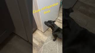 #staffordshirebullterrier  closes the refrigerator door  #staffy #dog #dogtraining #goodpup