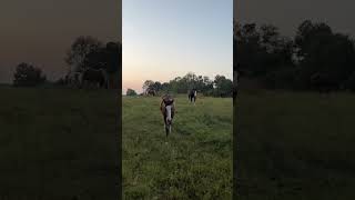 Enjoying The Outdoor Beauty. #horse #horses #horsesofinstagram #sunset #sunsetview