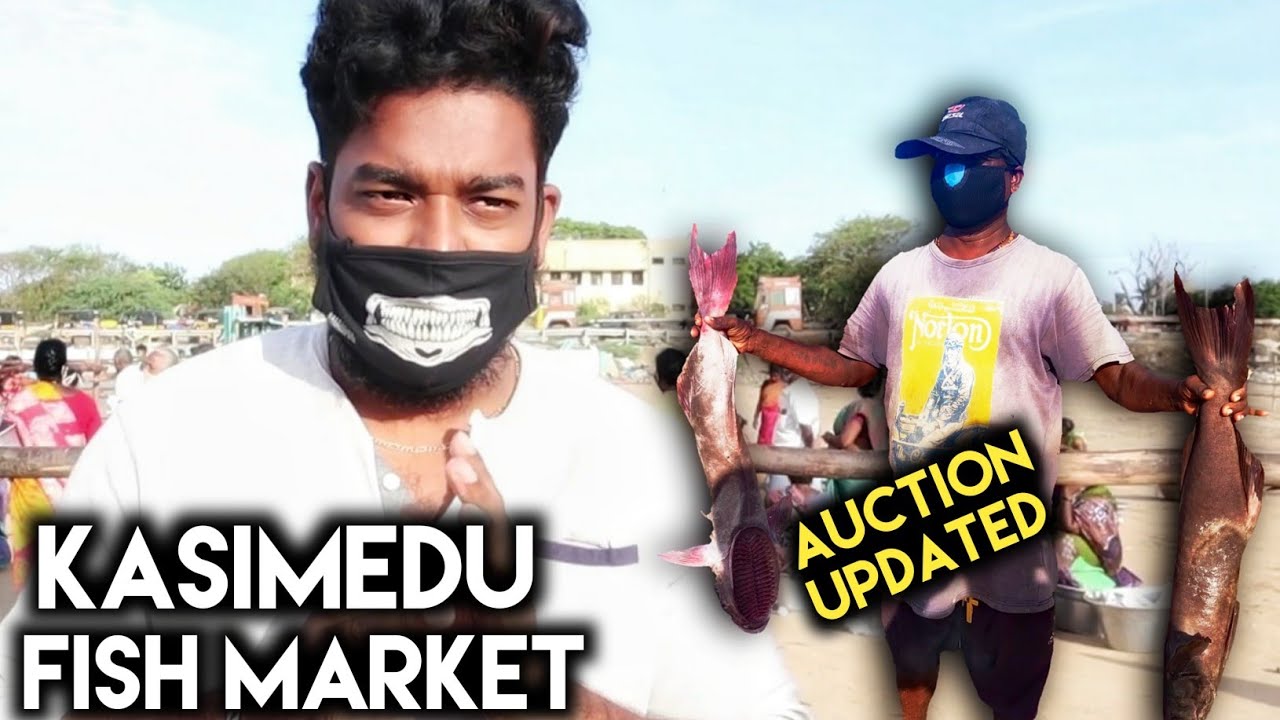 KASIMEDU FISH AUCTION WHOLESALE DEALERS Kasimedu Fisherman Tamil KASIMEDU FISH AUCTION WHOLESALE DEALERS Kasimedu Fisherman Tamil
