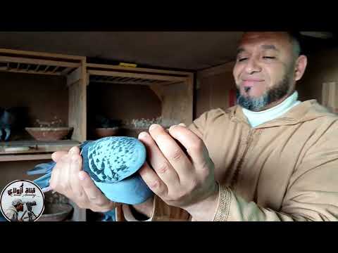 الجزء التاني مع البطل الكبير مسالك ابراهيم كولشي اتولع 0661202799