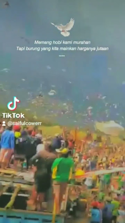 pelepasan burung#merpati lumajang vs jember