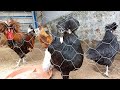 VEJA COMO ESTÁ SENDO A EXPERIÊNCIA DE CRIAR GALINHAS !VALE APENA? #criargalinhas #galinha