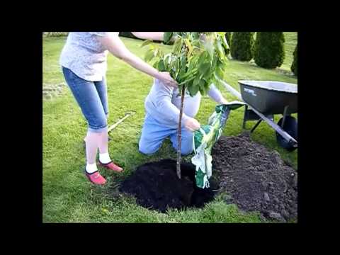 Planting