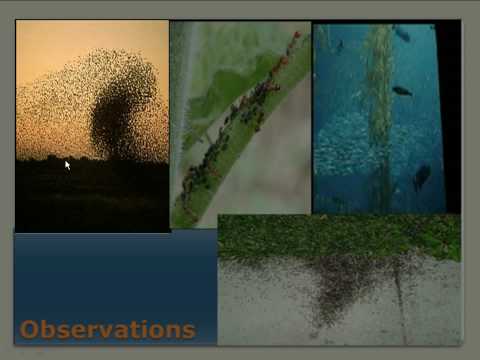 PLDC-Swarm intelligance presenatation part 1(SLIIT)