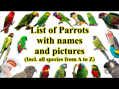 Video: Types of parrots: photos, names. How to determine the type of parrot?