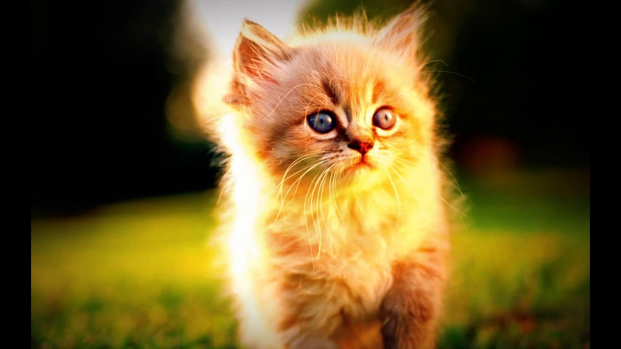 High All Day (Brainpain Remix) - 009 Sound System