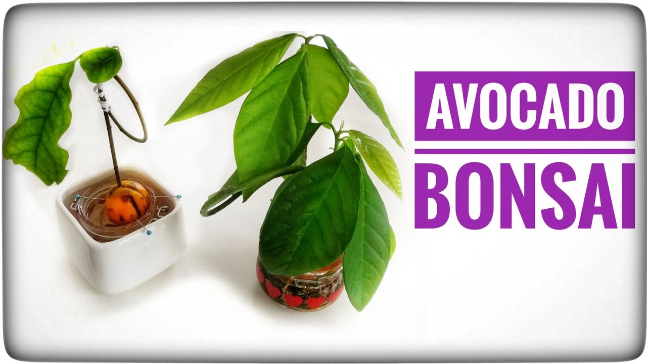 AVOCADO BONSAI π±π³π±
