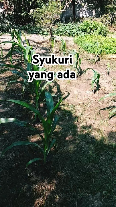 Kebunku supermarketku #sayurorganik #berkebun #garden @mimienia7200