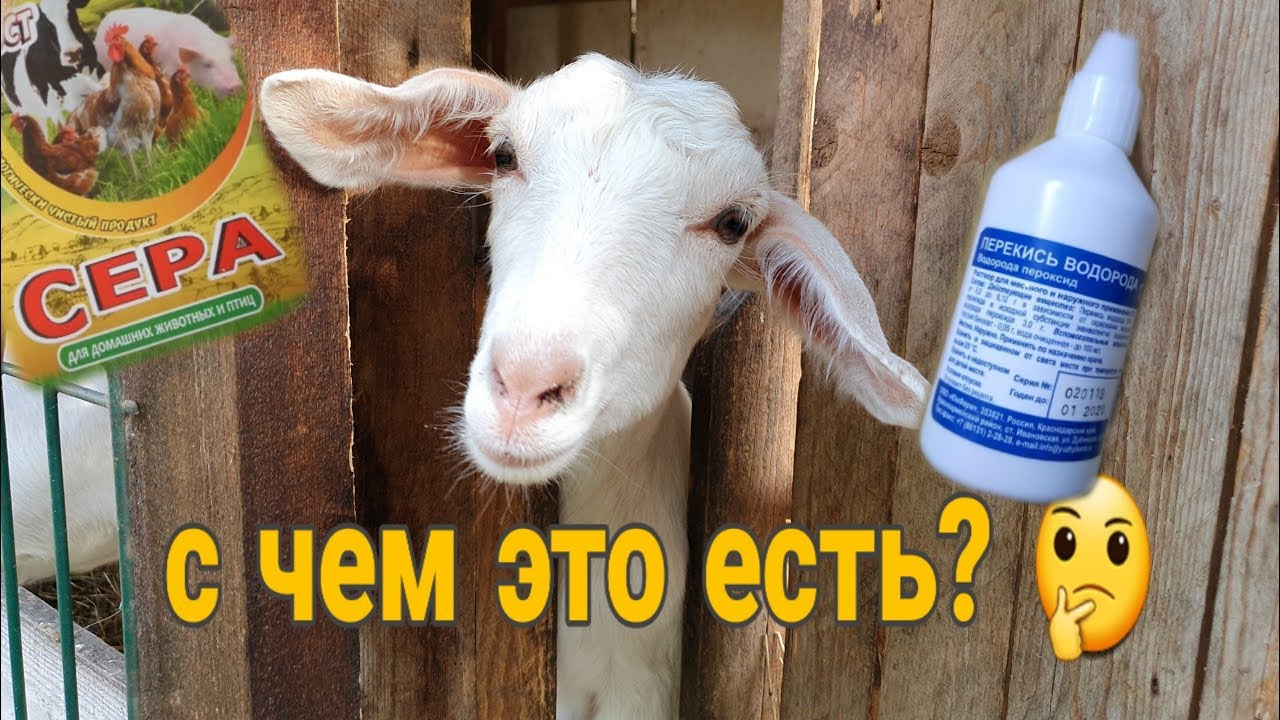 Лечение нательных паразитов и ушного клеща у животных. - YouTube