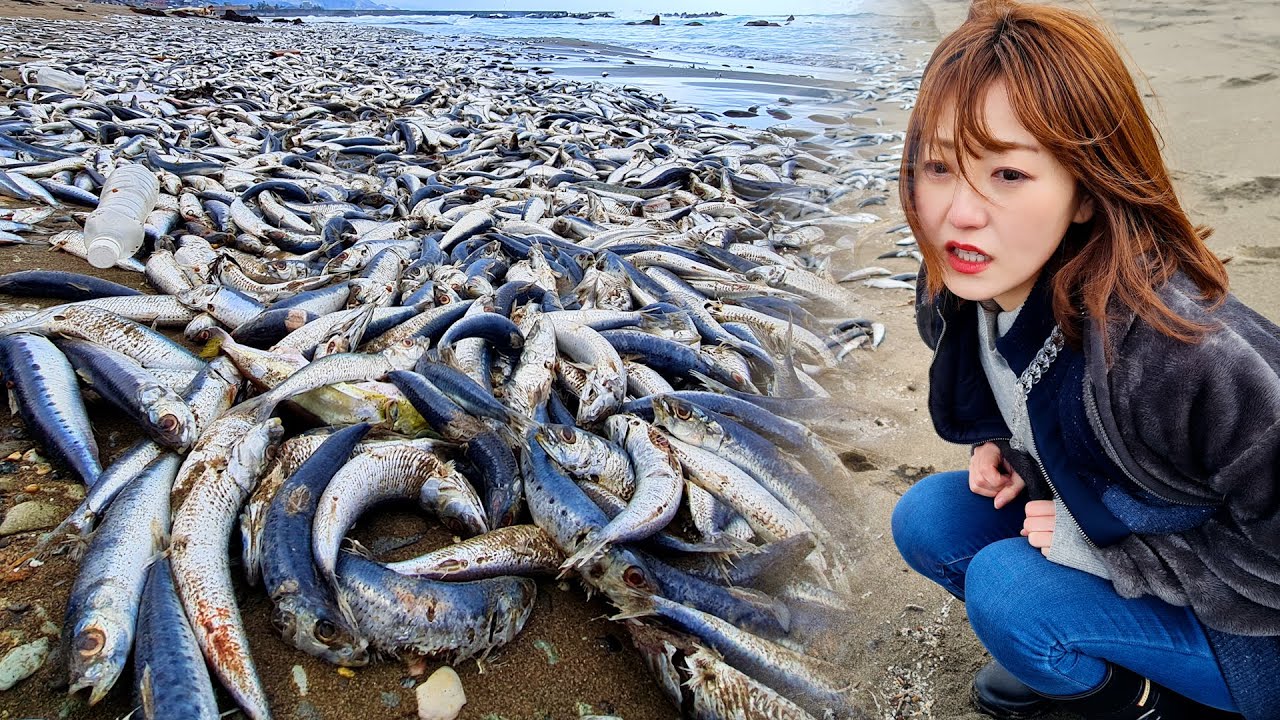 Niigata-Toyama] A large number of sardines washed up on the coast