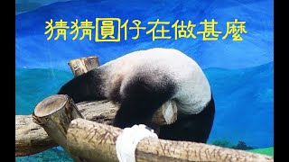 圓仔經常會有一些有趣的動作語言20230830