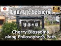 "Cherry Blossoms along Philosopher's Path"  Daily Life Scenery【4K】哲学の道沿いの桜