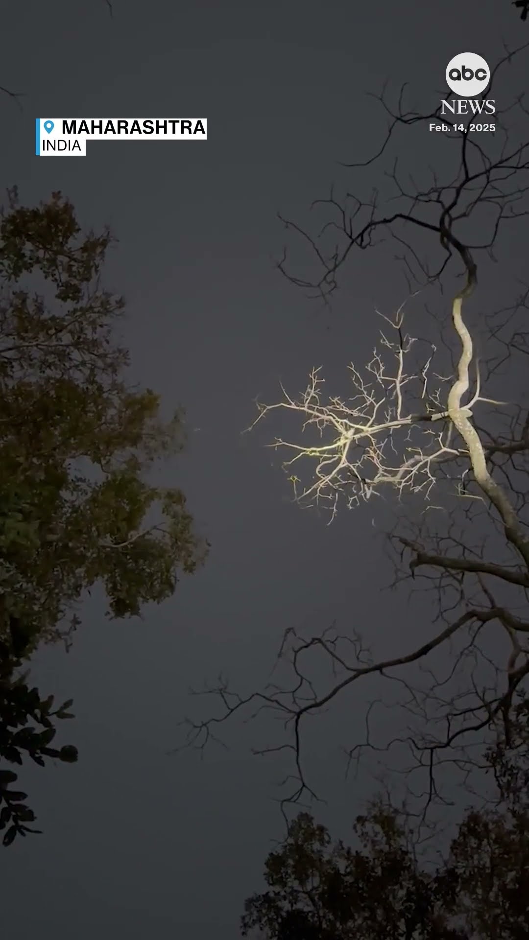 'Elusive' flying squirrel caught gliding on camera - ABC News