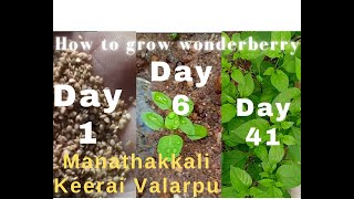 how to grow Manathakkali Keerai | Wonderberry | Solanum retroflexum | umsobo | How to Use Sunberry